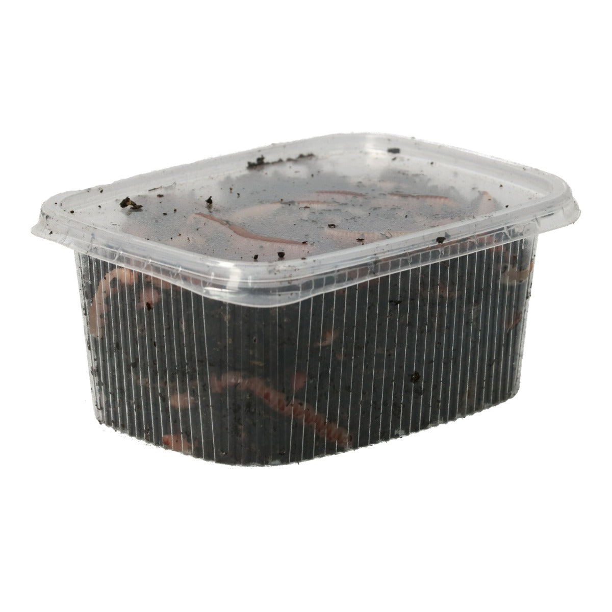 Dendrobaena groot 2-3 gram